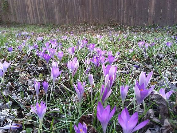 Spring crocus
