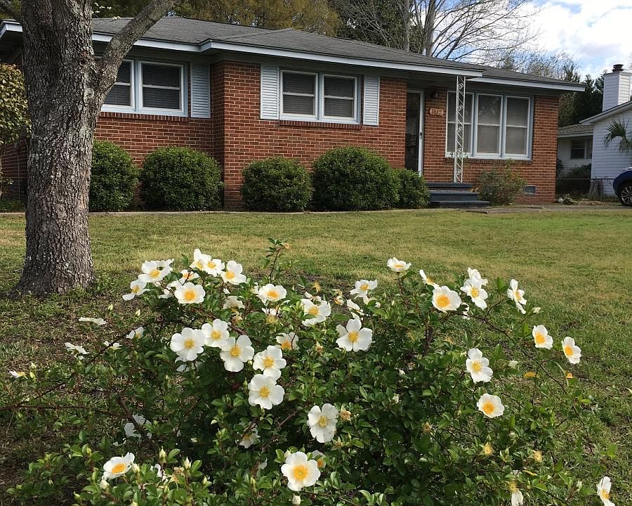 Front of house with cherokee rose