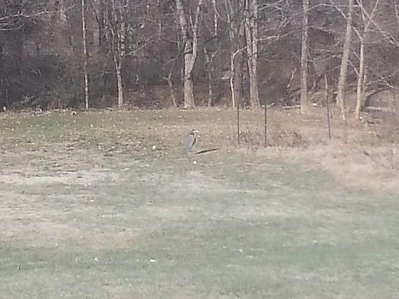 Natural Wildlife can be seen