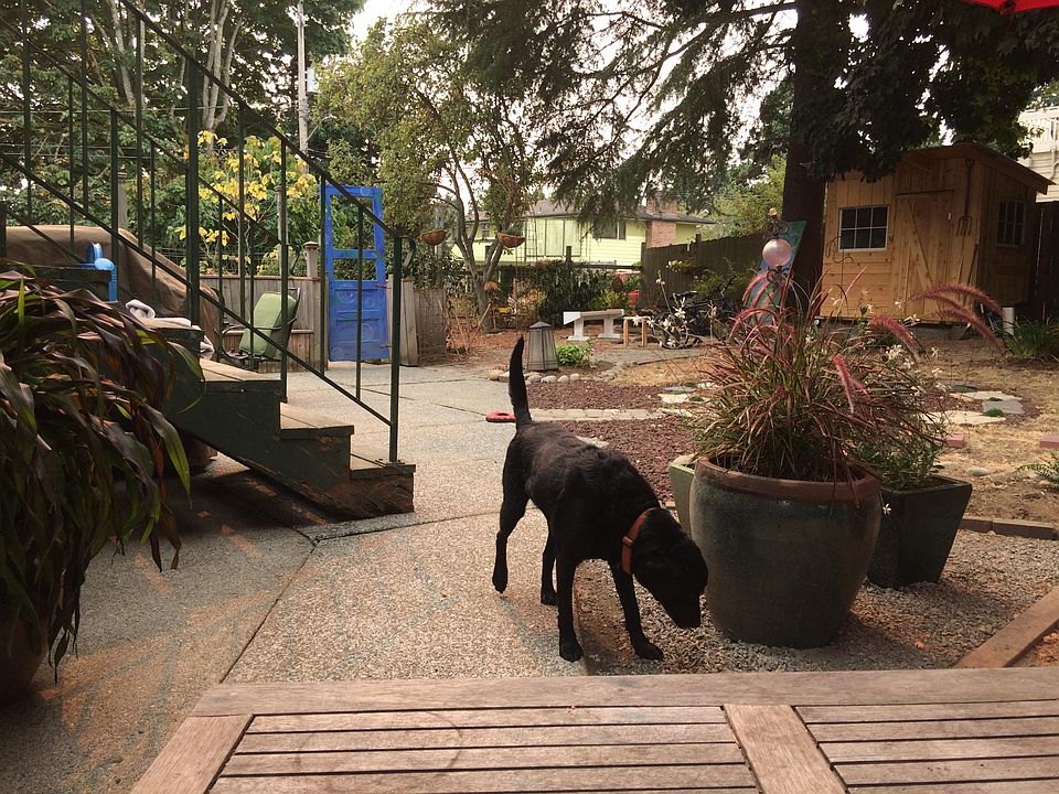 view of the backyard (where my dogs and I hang out).