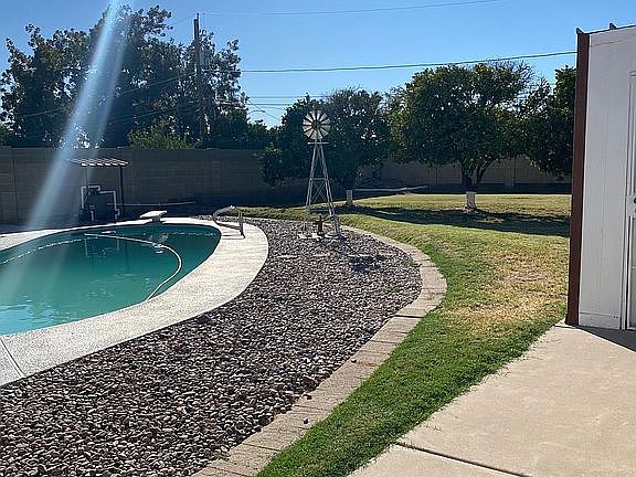 Mature Naval Orange Trees