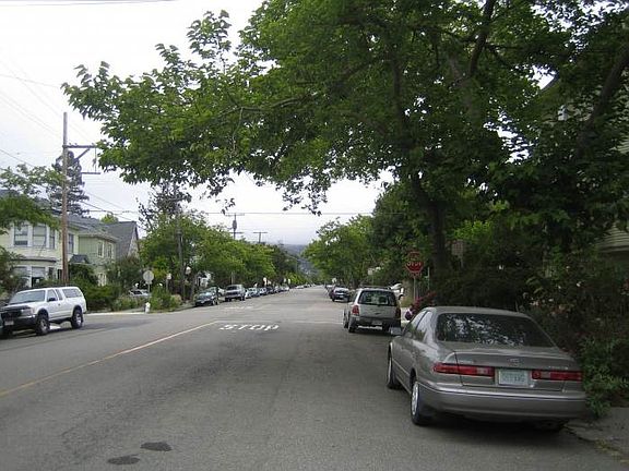 beautiful tree lined street
