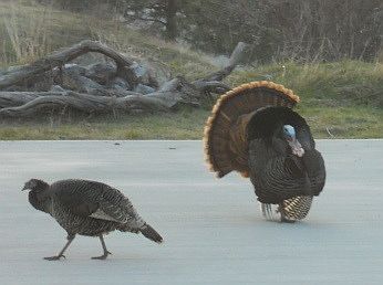 turkey in drive