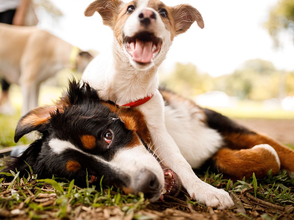 This pet-friendly community boasts three dog parks, ensuring your furry friends have plenty of space to play and socialize.