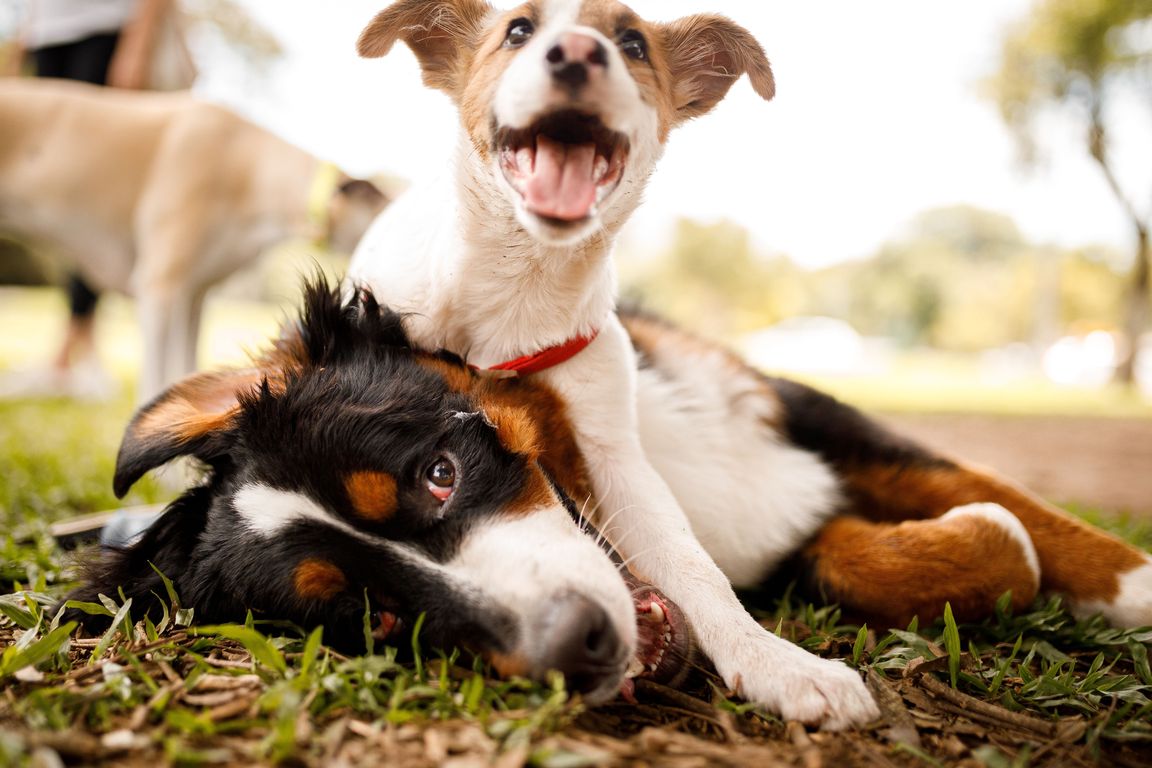 This pet-friendly community boasts three dog parks, ensuring your furry friends have plenty of space to play and socialize.
