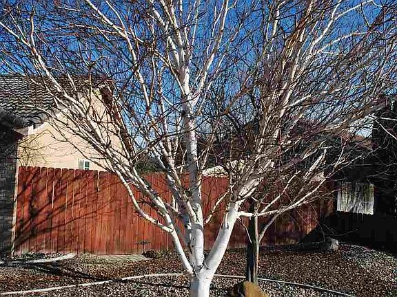 5th image of 2611 Ficus Dr