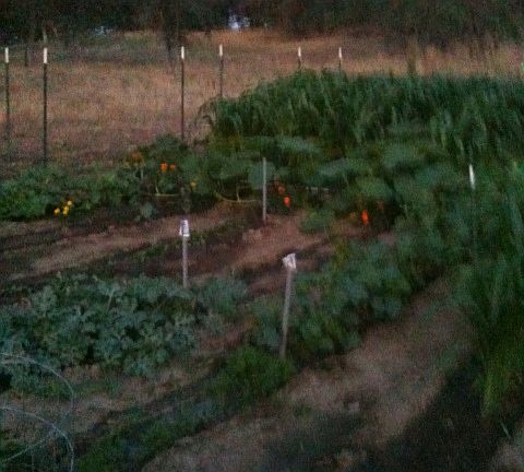 garden area