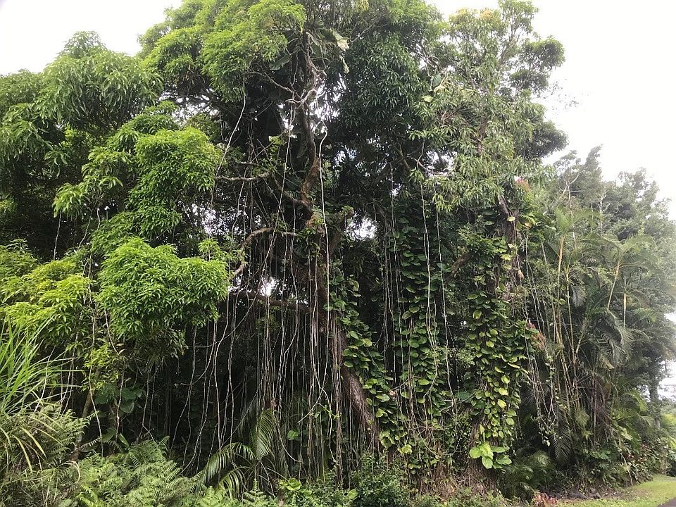 1st image of 21st Avenue Mikana Lot 1307