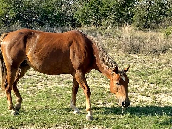 5th image of 208 saddle wood LOT PT 22