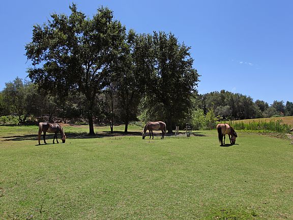 pasture