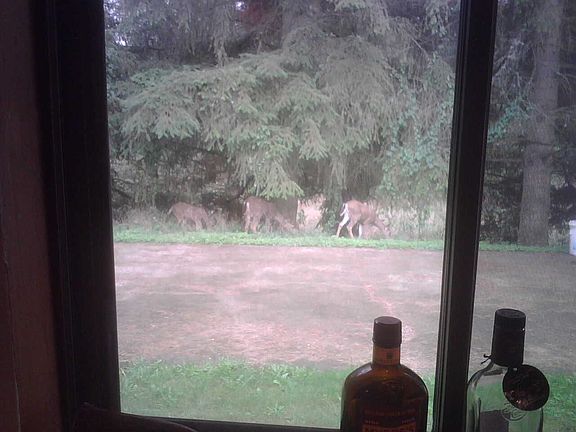 Out kitchen to Back, see Deer