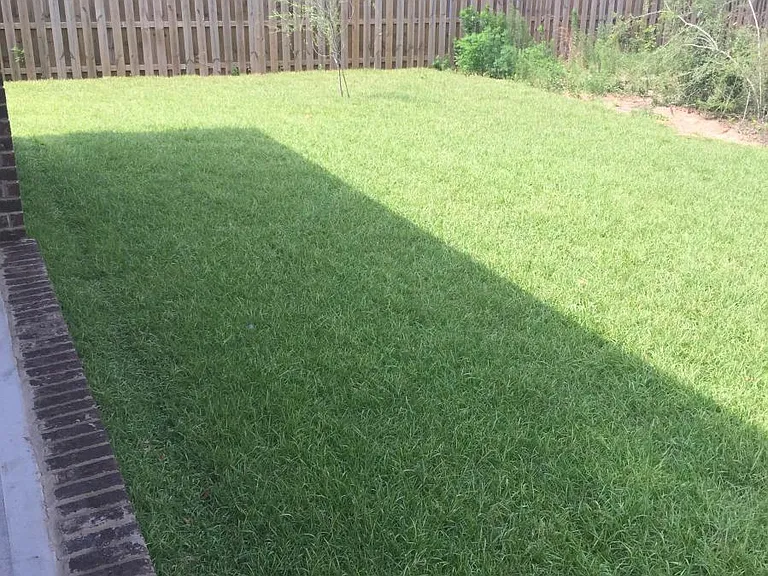 back yard