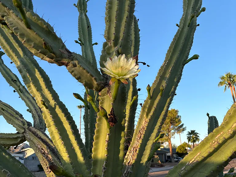 E Paradise Dr — Photo 24