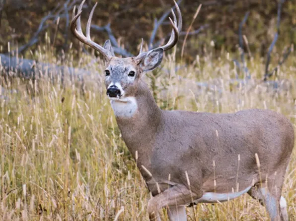 TRACT Seven 0 Aughwick Rd, Burnt Cabins, PA 17215