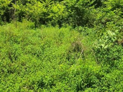 Tbd Mountain Wynd Dr, Butler, TN, 37640