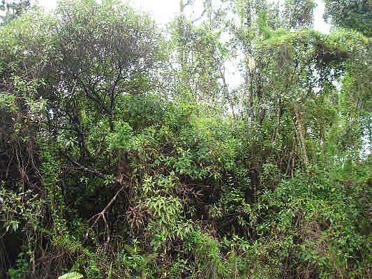 1st image of King Kamehameha Blvd Lot 8