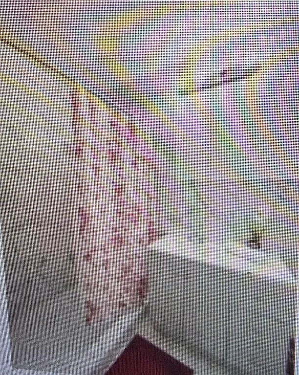 1 bed, 1.0 bath, 264 sqft, $800 — Photo 3