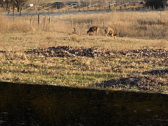 Deer, no antelope to roam 