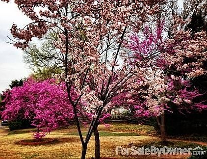 Side Yard in the Spring
