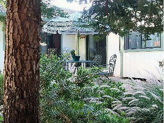 California Redwood near patio.