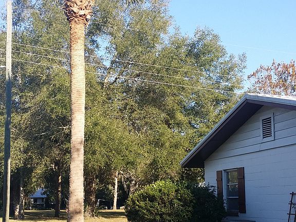 Beautiful palm in front yard