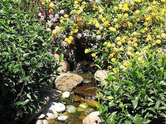 Waterfall - Pond- Goldfish 