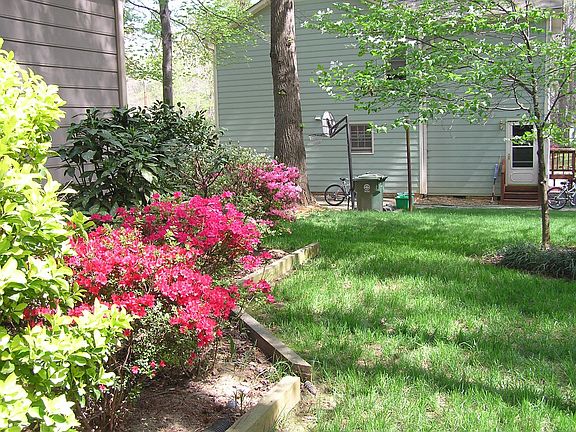 Azaleas