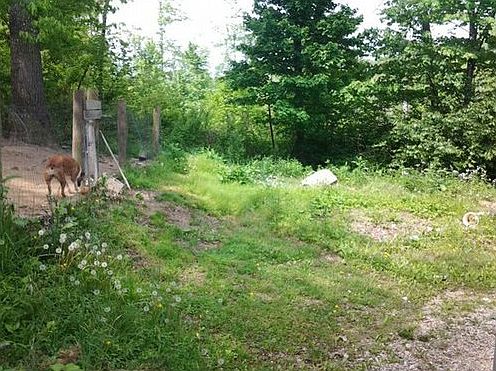 5th image of 10 Dogwood Ln