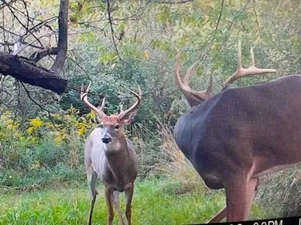 11360 E Bacon Rd, Pittsford, MI 49271