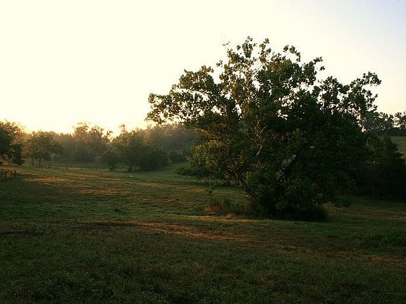Lower pasture with large sycamore