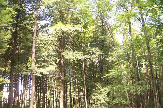 2nd image of Lincoln Pond Rd