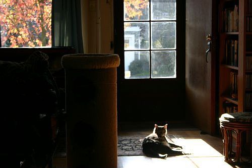Autumn Sun