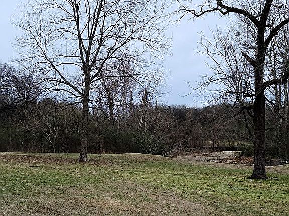 Huddleston creek walnut tree
