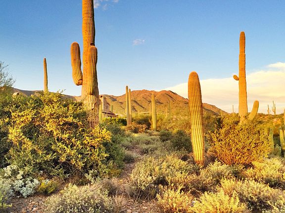 4th image of 41819 N Saguaro Forest Dr