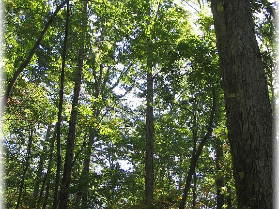 4th image of 1045 Forest Dr Lot 4