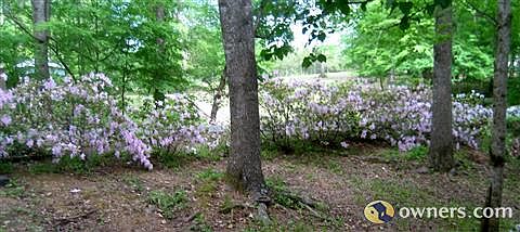Azaleas lining driveway