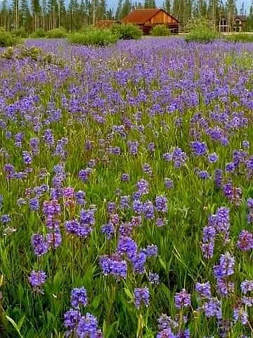Moose Run wildflowers (inner loop)
