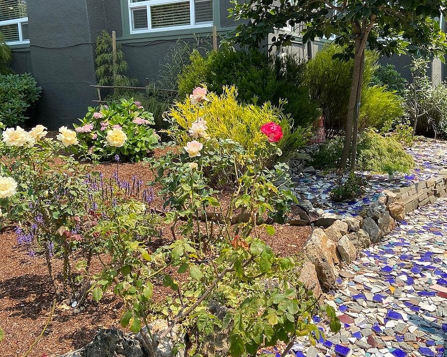 Front Yard-Roses