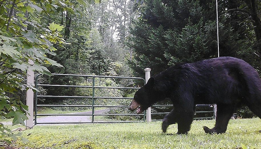 500Lb. Black Bear Passing By