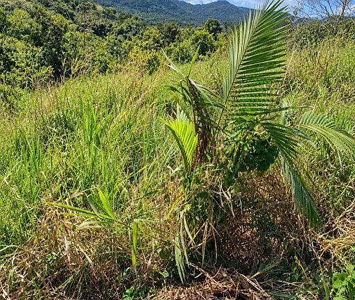 4th image of Finca 13 Cuerdas | Caguas Puerto Rico