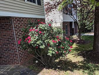 Rose bush in front of house.
