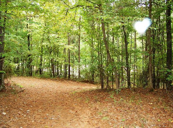 4th image of 8016 Magnolia Falls Ct