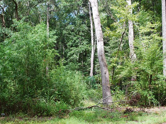 Lots of nice trees!