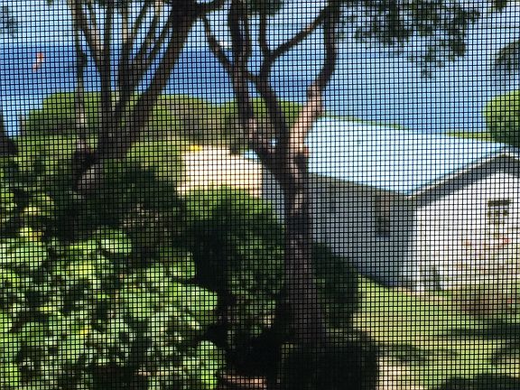 View From Screened Porch