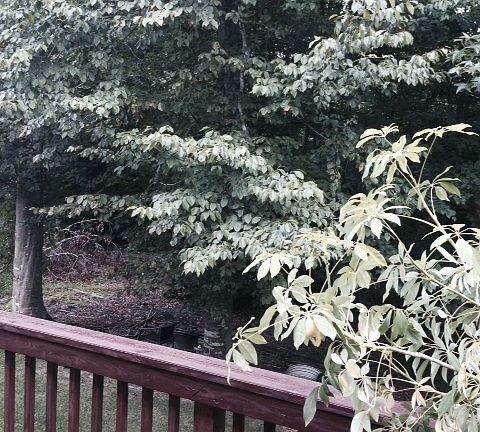 Wooded back yard