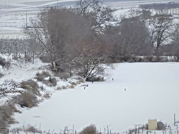 Herons on neighbor's pond