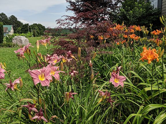 Daylilies and Japanese Maple