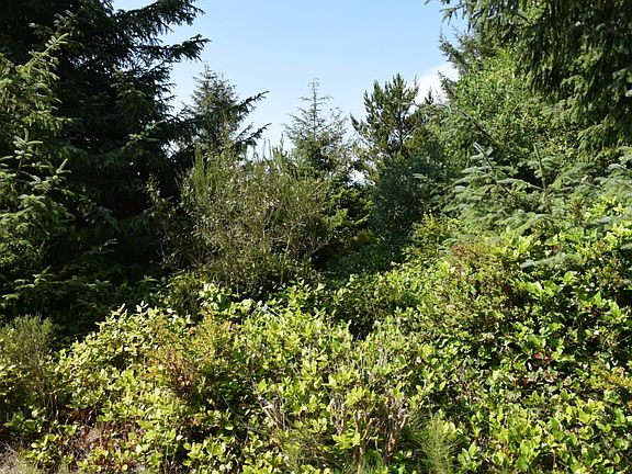 5th image of 240 Overlake St NE