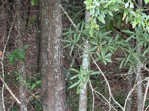 3rd image of 170 Railroad St