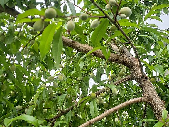 Lots of peaches!